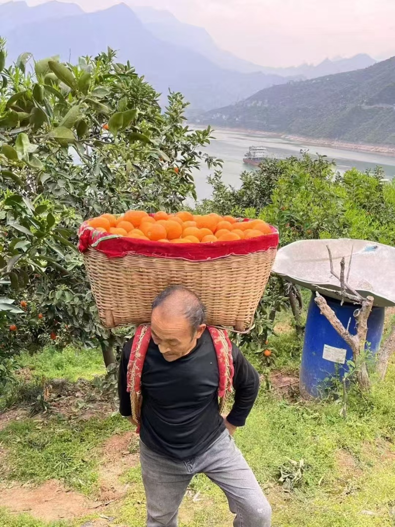【夏橙】湖北橙子精品夏橙，对接全国电商/团购/商超批发商