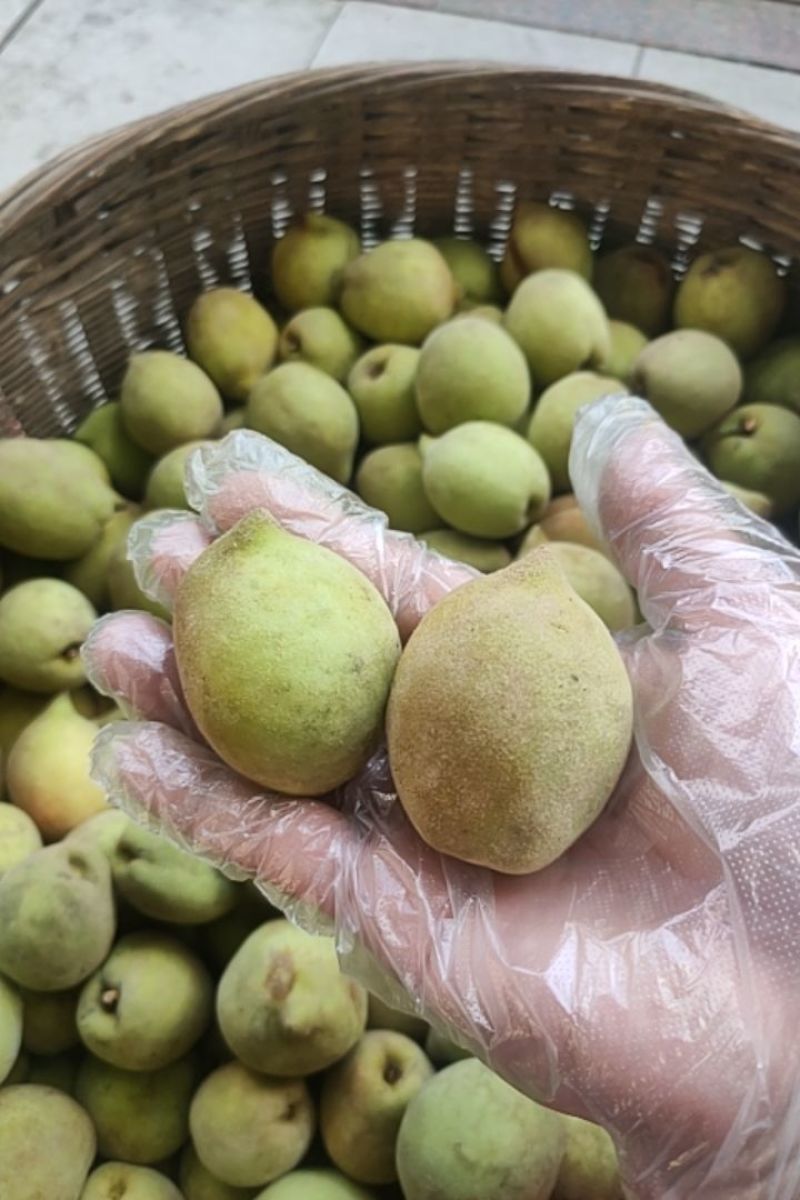 高山鹰嘴桃蜜桃水果