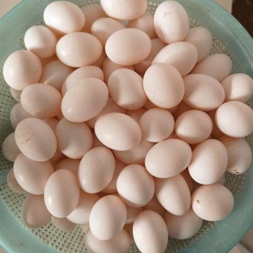鸽子蛋它是高蛋白食材，富含优质蛋白质、多种维生素