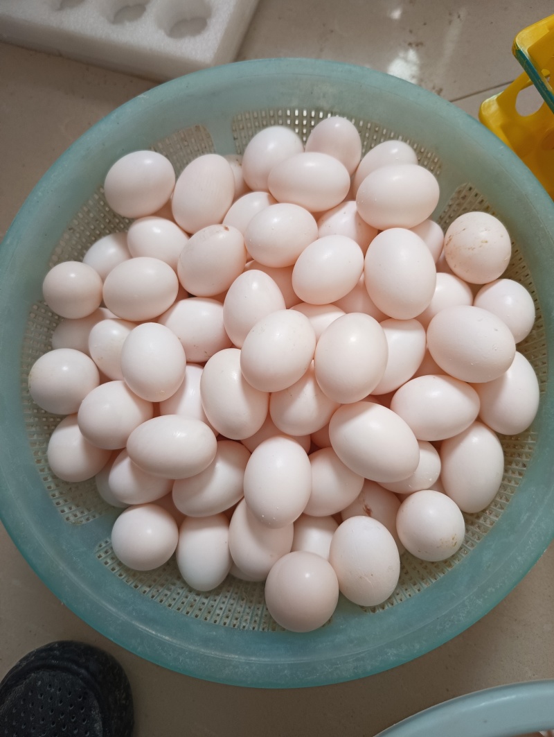 鸽子蛋它是高蛋白食材，富含优质蛋白质、多种维生素