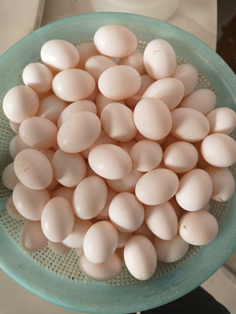 鸽子蛋它是高蛋白食材，富含优质蛋白质、多种维生素