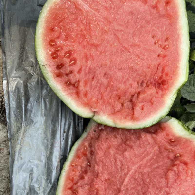 精品麒麟西瓜云南西瓜大量供货可视频看货欢迎来电