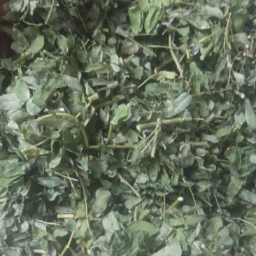 鸡骨草茶相思茶宜得宝农业种植基地直接供货欢迎大家采购价格