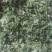 鸡骨草茶相思茶宜得宝农业种植基地直接供货欢迎大家采购价格