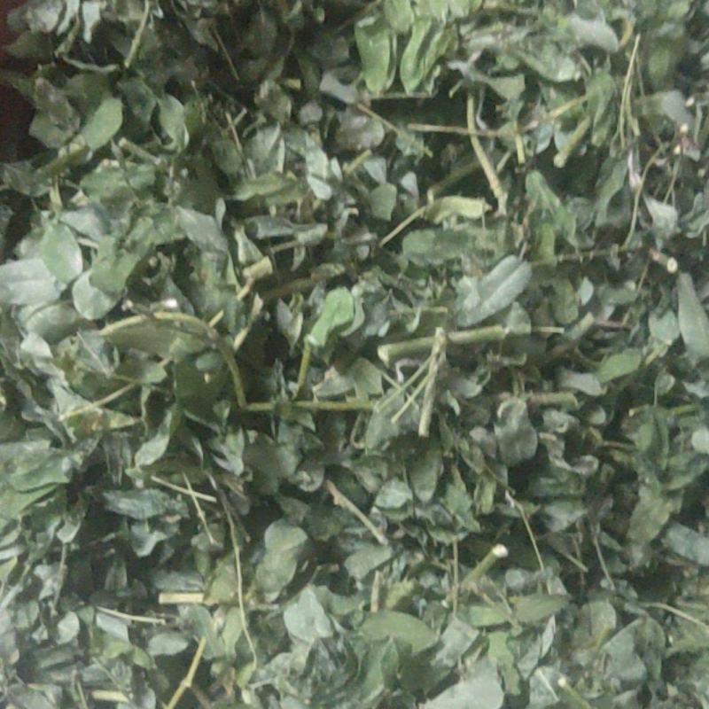 鸡骨草茶相思茶宜得宝农业种植基地直接供货欢迎大家采购价格