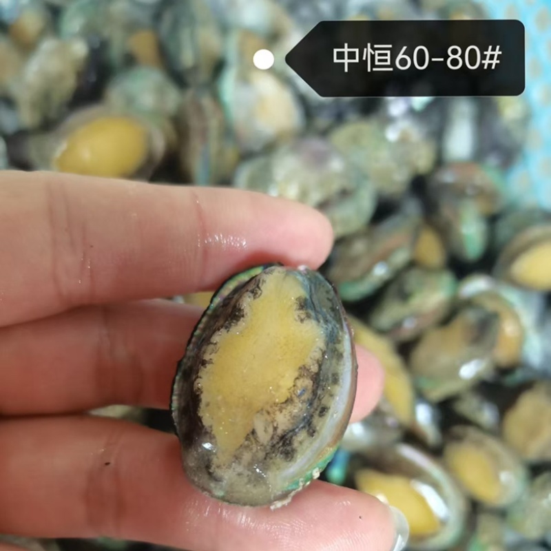 鲜活速冻鲍鱼60-80头鲍鱼工厂供应海鲜水产冻品批发