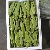 张家口沽源豆角量大质量好诚信代收