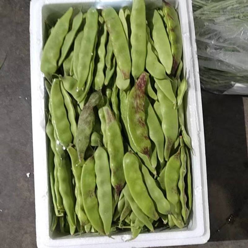 张家口沽源豆角量大质量好诚信代收