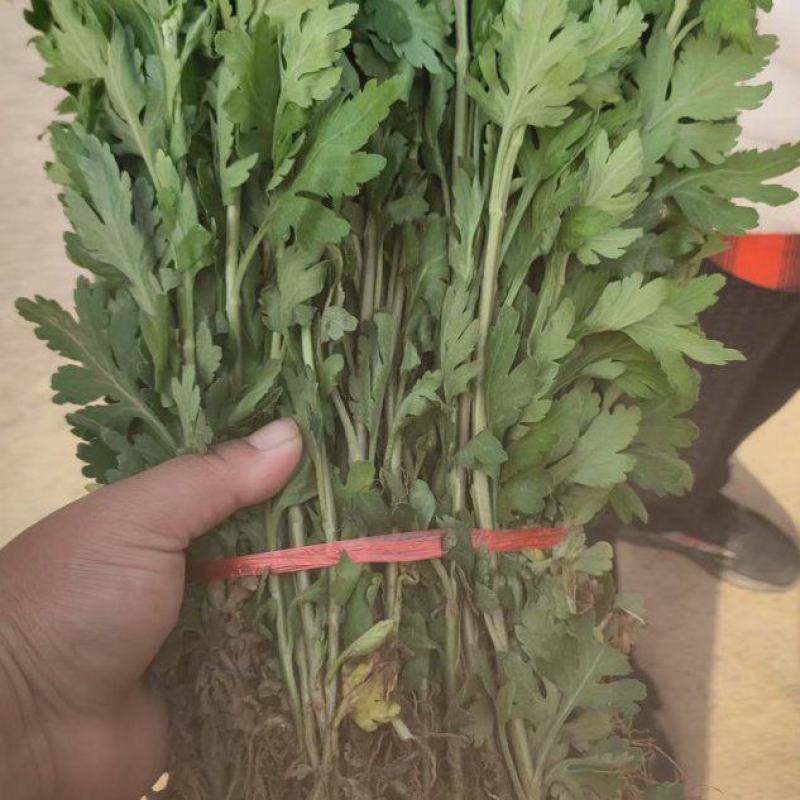 亳州地产中药材菊花苗基地批发品种齐全好种植易