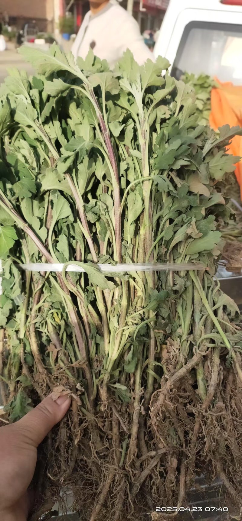 亳州地产中药材菊花苗基地批发品种齐全好种植易