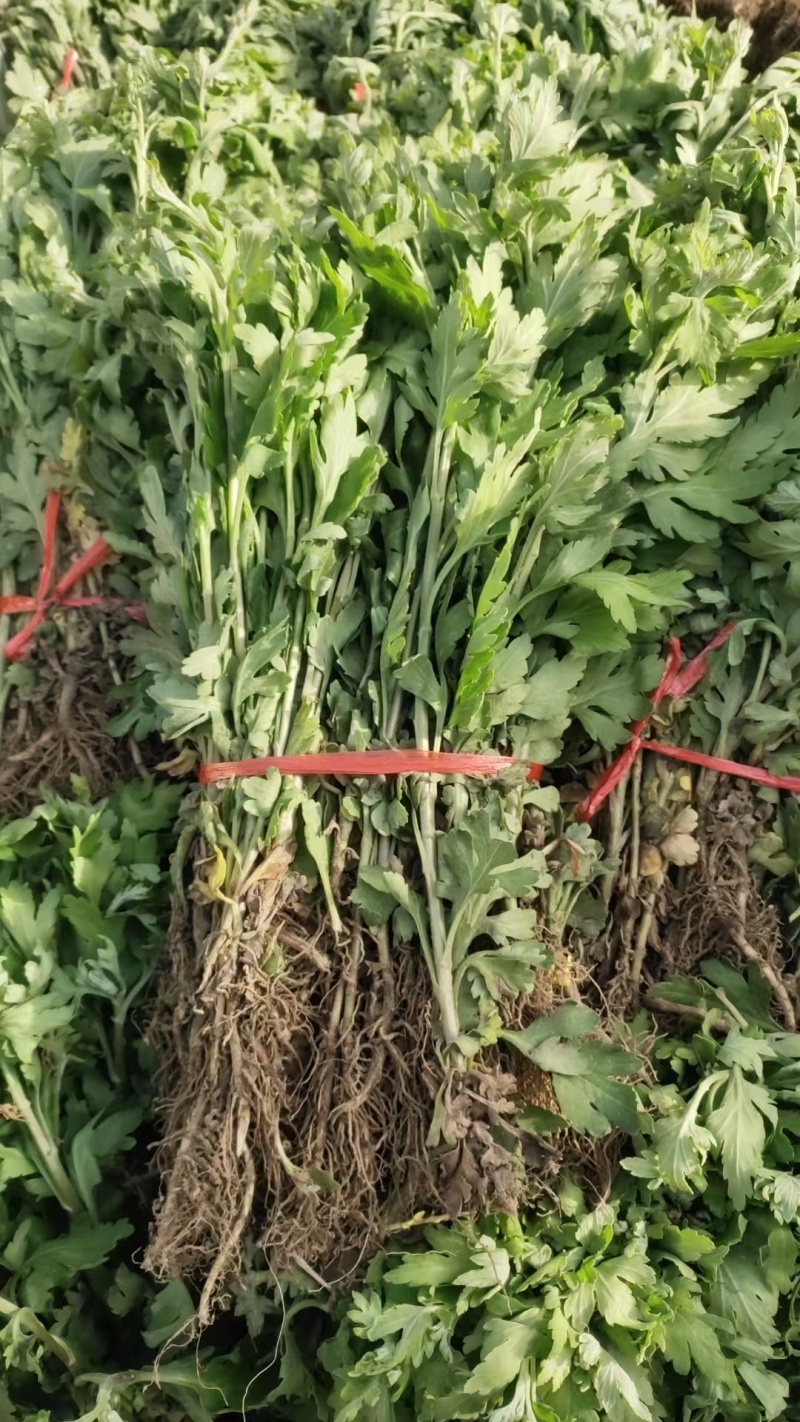 亳州地产中药材菊花苗基地批发品种齐全好种植易