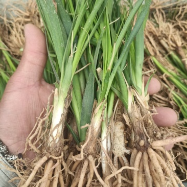 亳州中药材知母苗基地批发好种植易管理