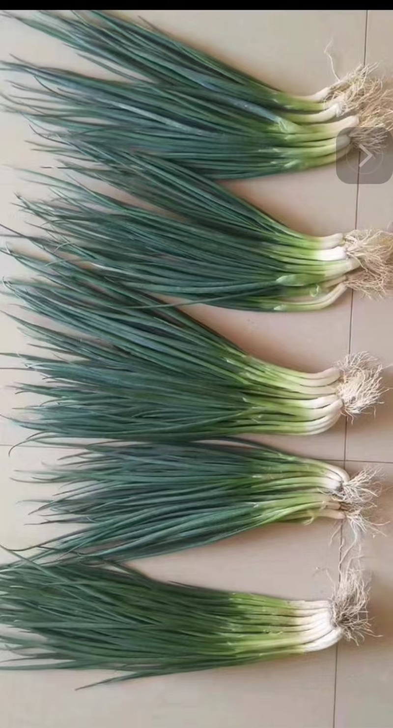 精品小香葱安徽阜南产地