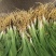 中药材射干苗基地批发好种植易管理