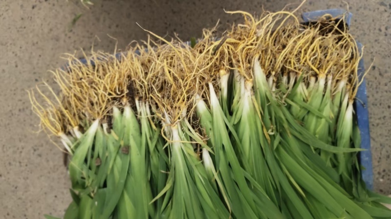 中药材射干苗基地批发好种植易管理