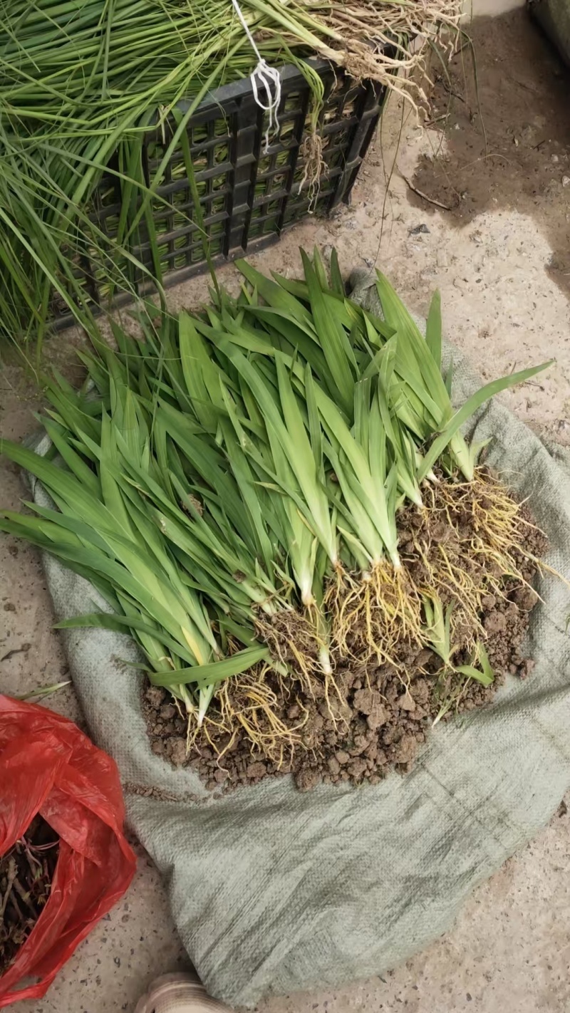 中药材射干苗基地批发好种植易管理