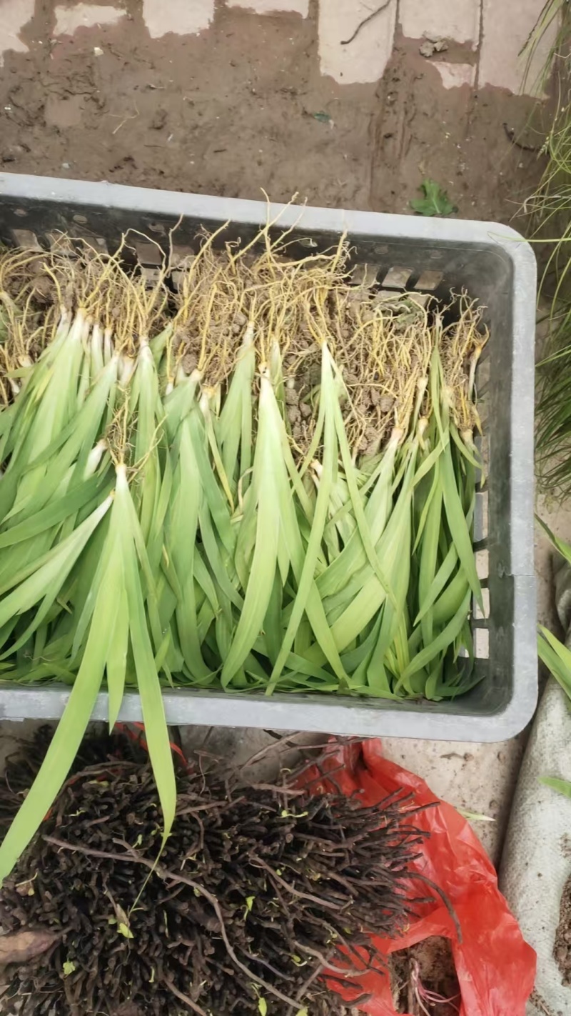 中药材射干苗基地批发好种植易管理