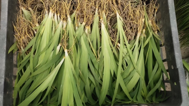 中药材射干苗基地批发好种植易管理