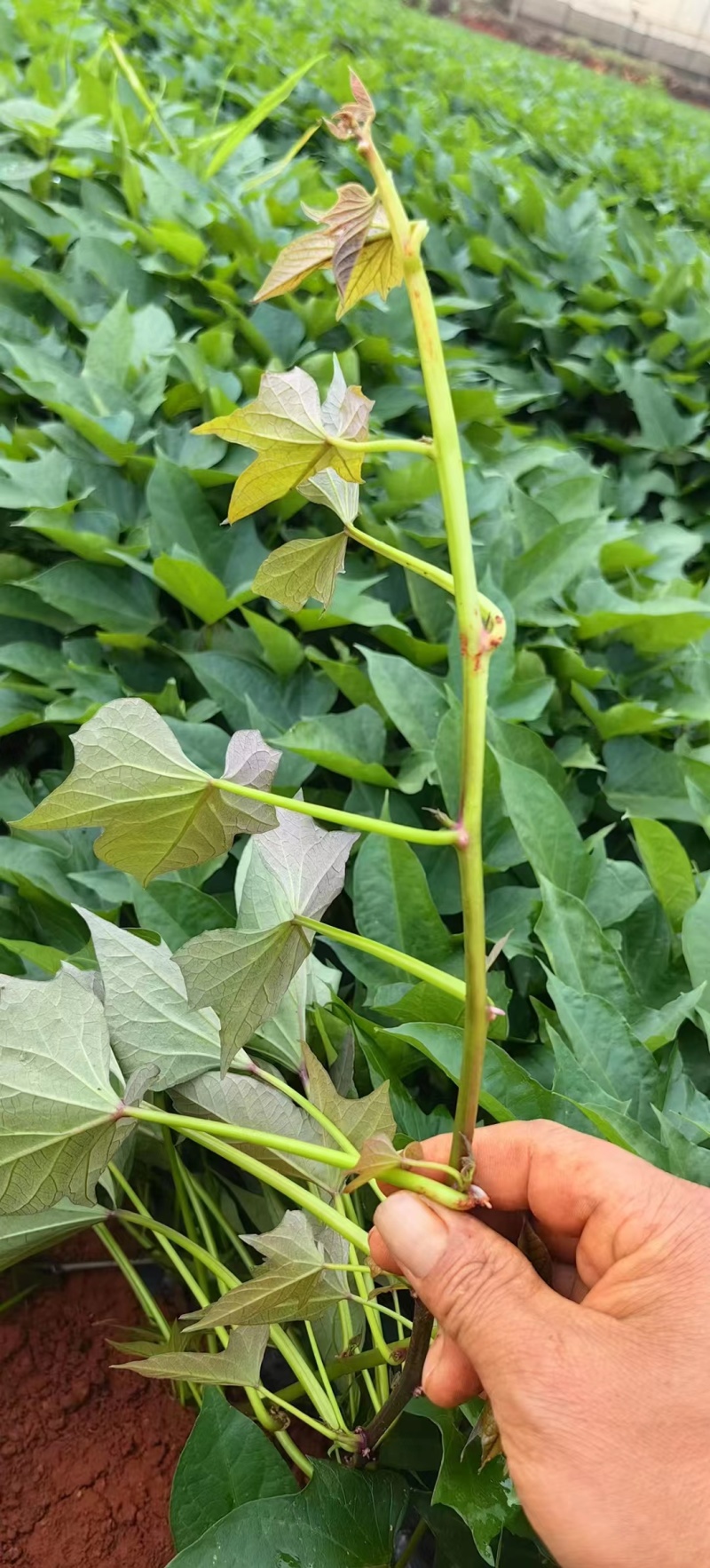 山东紫薯苗/扩繁苗脱毒苗/每天可供50万棵/全国接单中