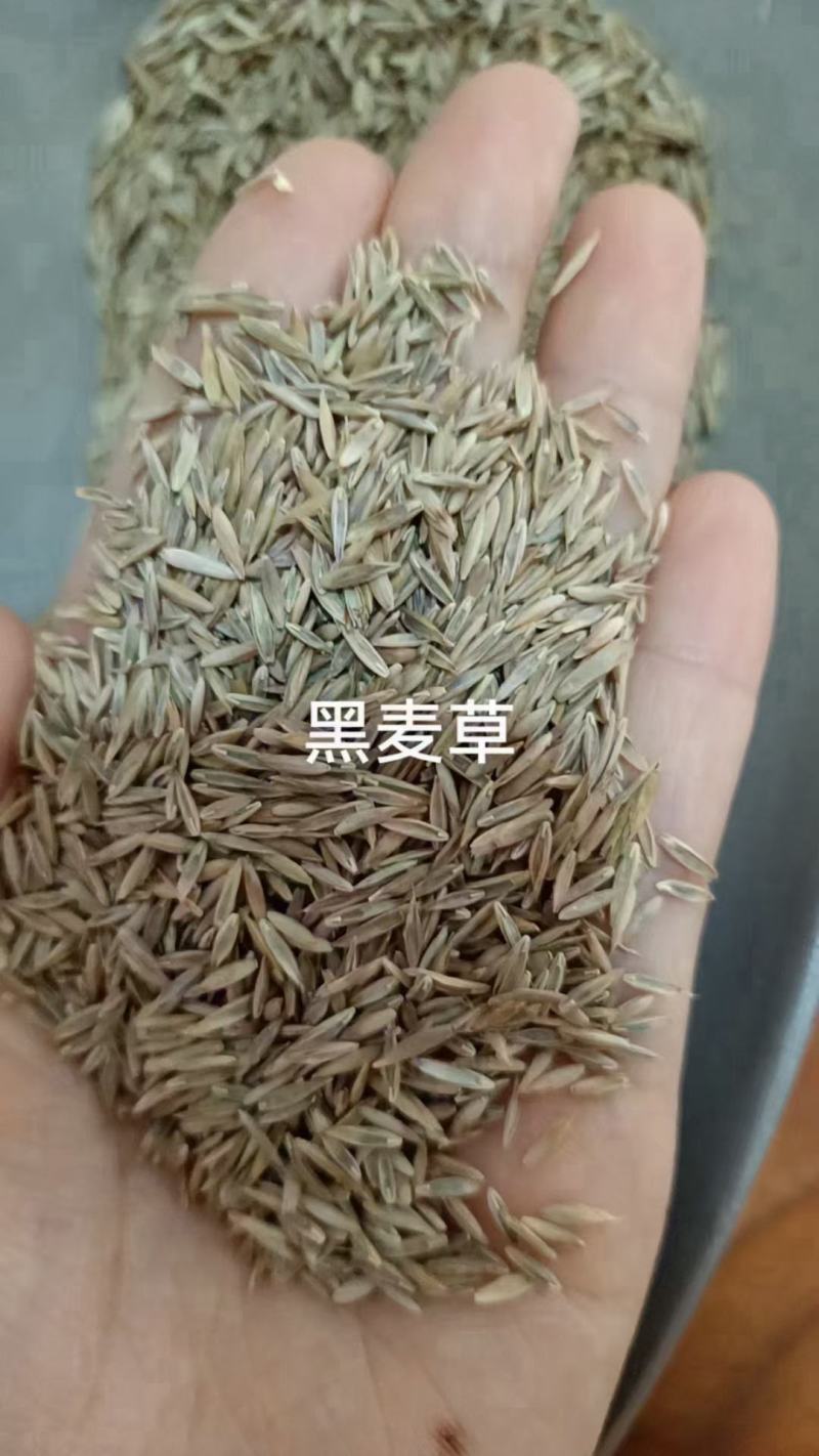 黑麦草种子厂家货源批发品质保证价格便宜欢迎下单咨询