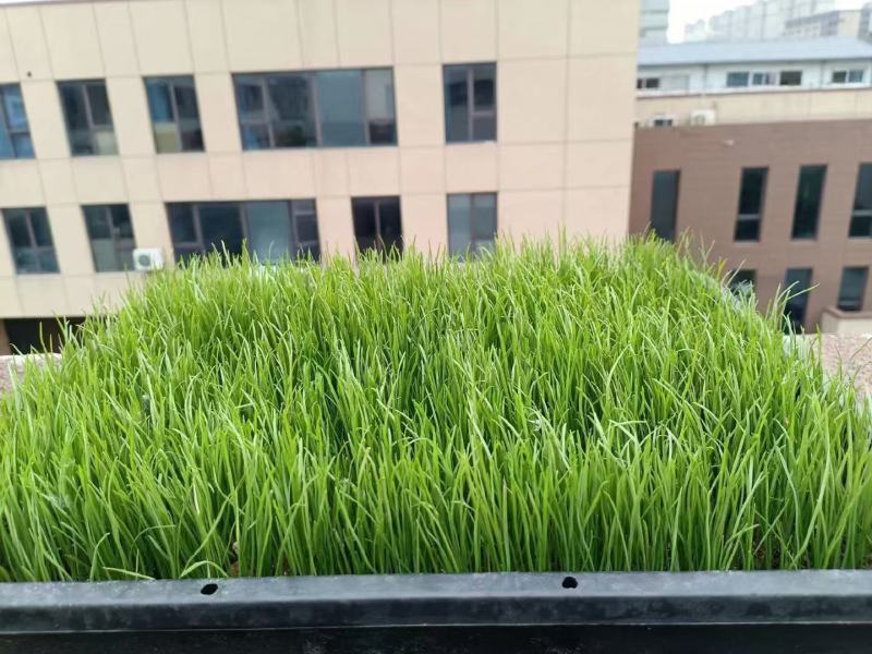 黑麦草种子厂家货源批发品质保证价格便宜欢迎下单咨询