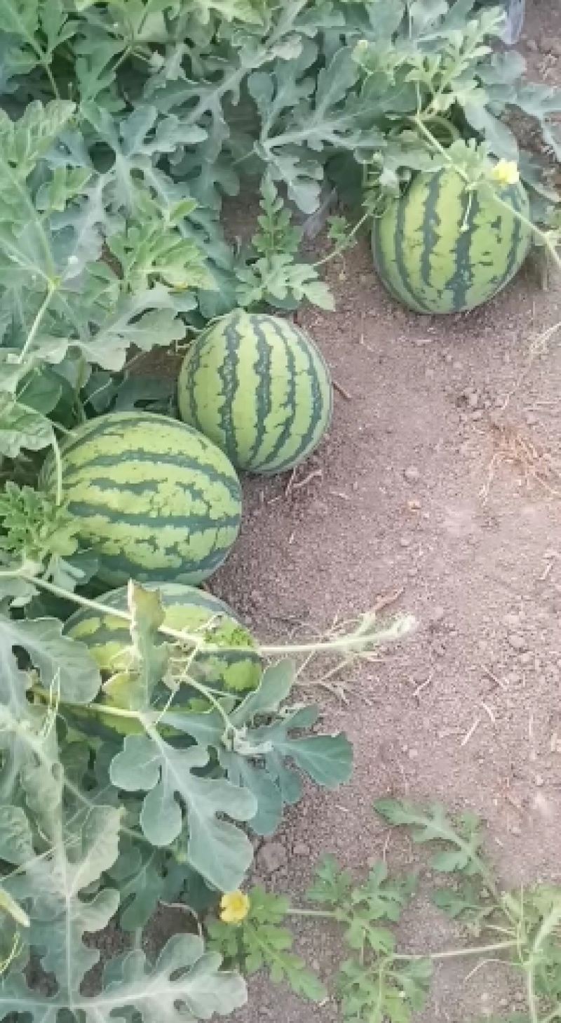 美都西瓜熟，8成以上熟，头茬无籽，自根苗。