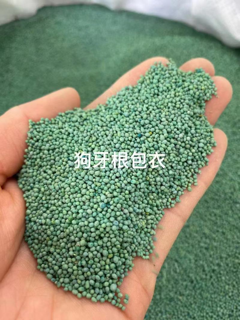 狗牙根（百慕大)种子厂家货源批发品质保证价格便宜欢迎下单
