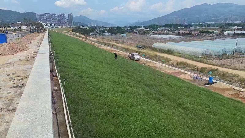狗牙根（百慕大)种子厂家货源批发品质保证价格便宜欢迎下单