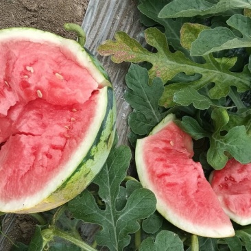 美都西瓜熟，8成以上熟，头茬无籽，自根苗。