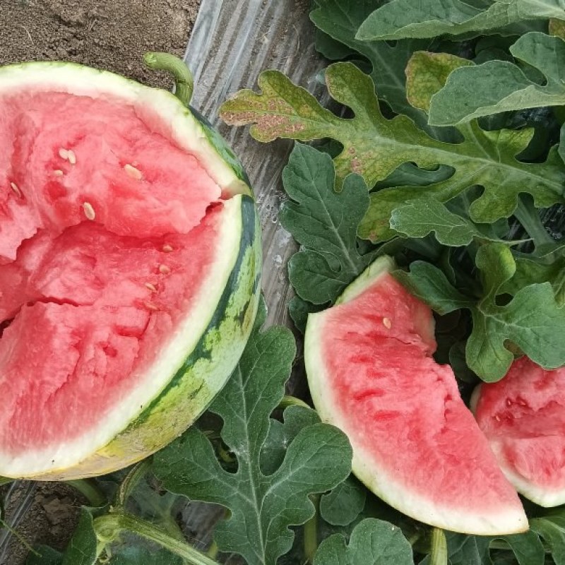 美都西瓜熟，8成以上熟，头茬无籽，自根苗。