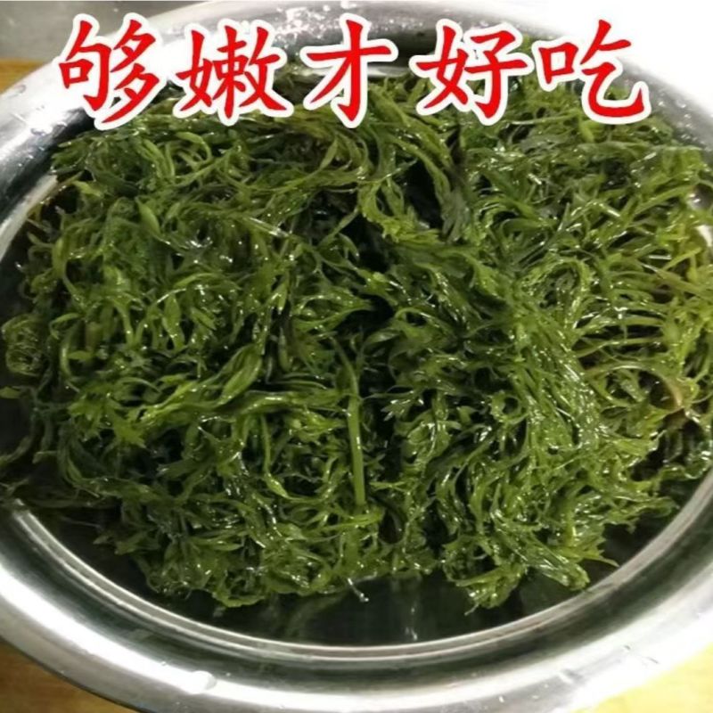 新鲜海草鞭炮笋羊栖菜马尾藻长寿菜火锅盐渍海藻菜非干货整箱
