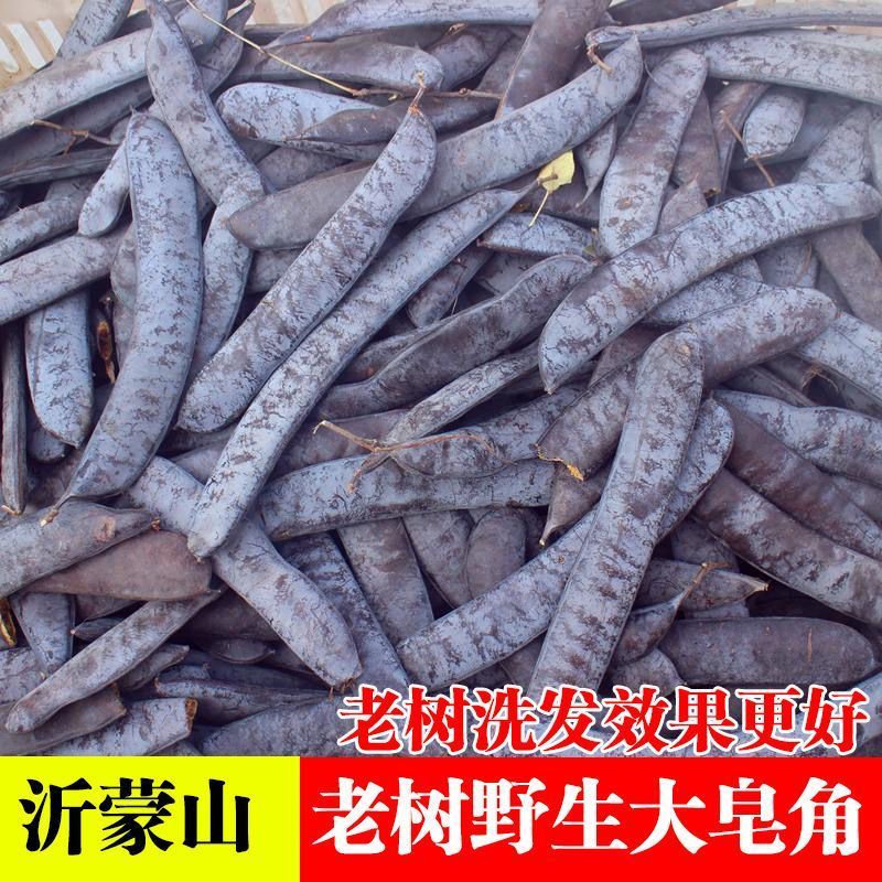大皂角中药材皂角荚皂角段皂角粉大量批发