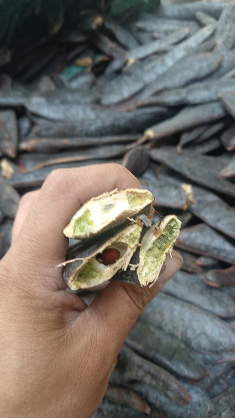 大皂角中药材皂角荚皂角段皂角粉大量批发