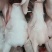猪头，国产带耳猪头猪头猪头带耳猪头猪头，