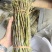 铁皮鲜条