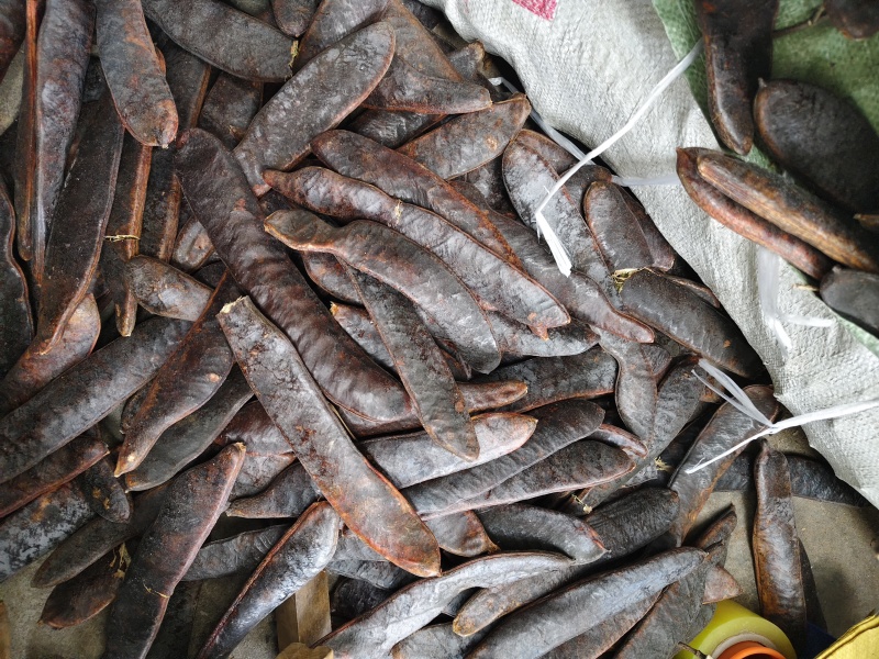 大皂角中药材皂角荚皂角段皂角粉大量批发