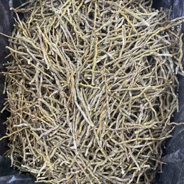 铁皮石斛芽条精选石斛芽条大货批发一手货源