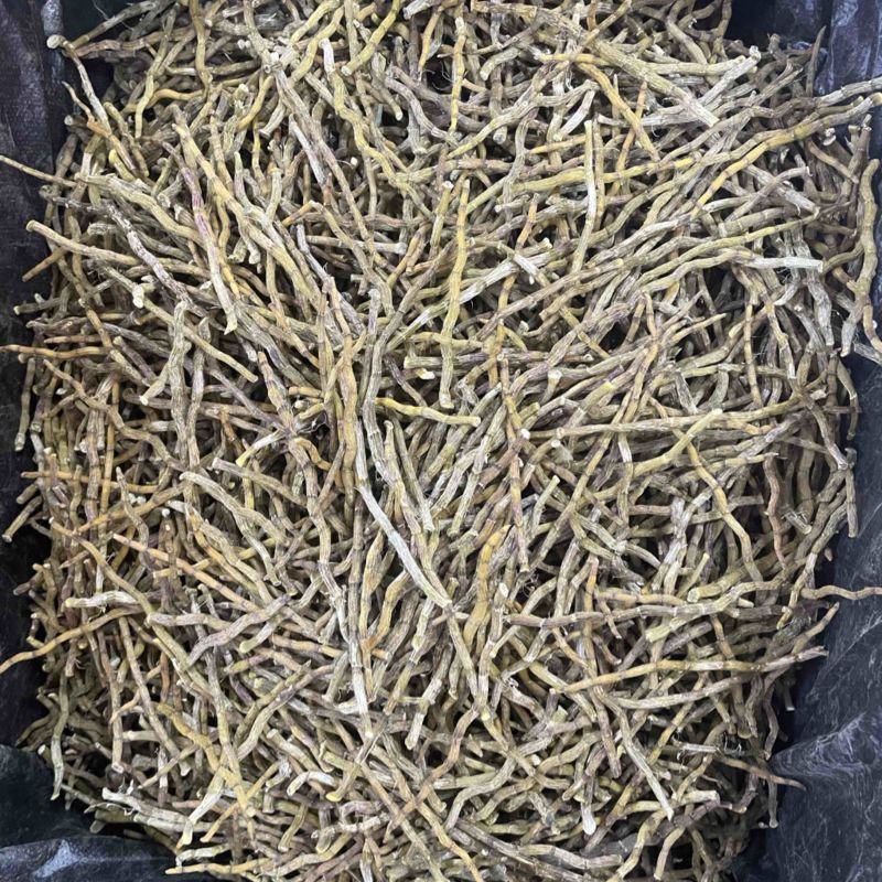 铁皮石斛芽条精选石斛芽条大货批发一手货源