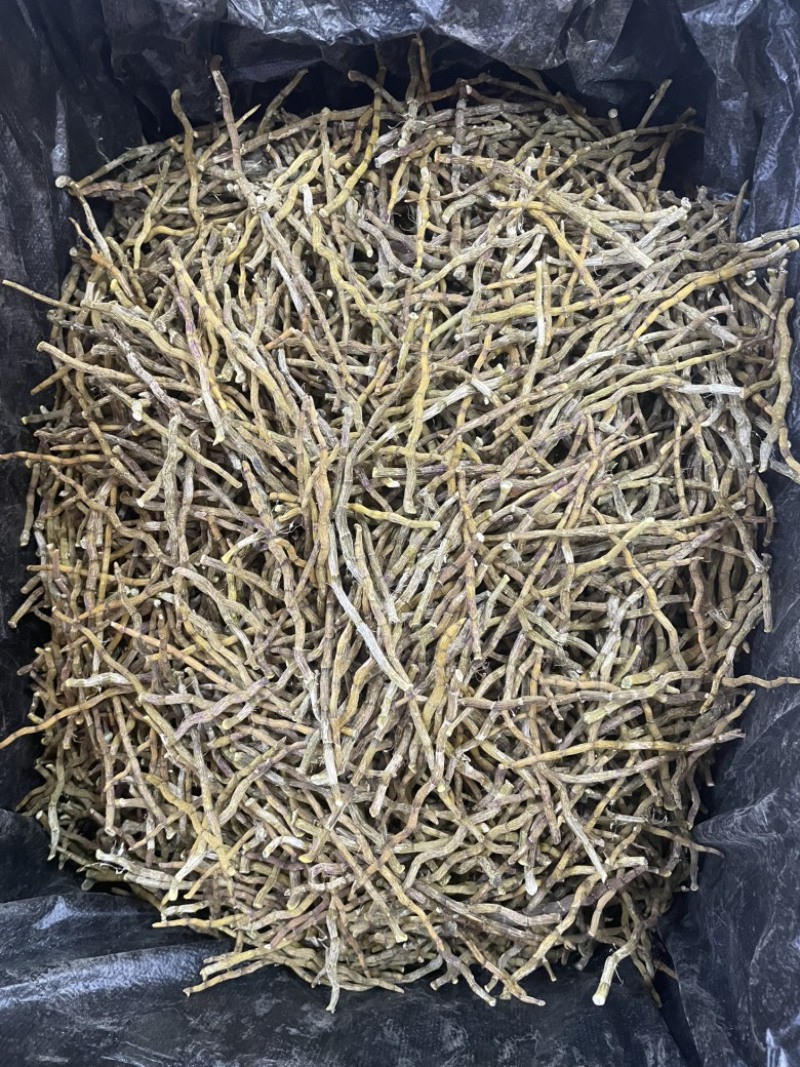 铁皮石斛芽条精选石斛芽条大货批发一手货源