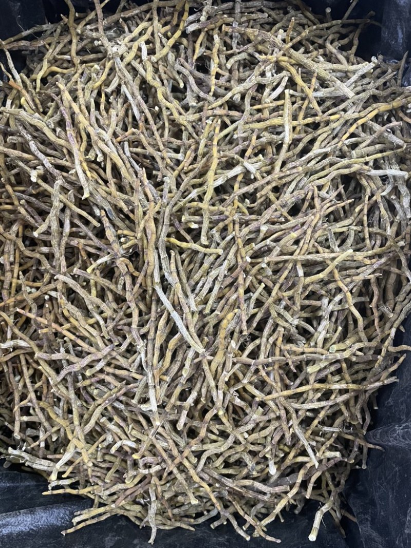 铁皮石斛芽条精选石斛芽条大货批发一手货源