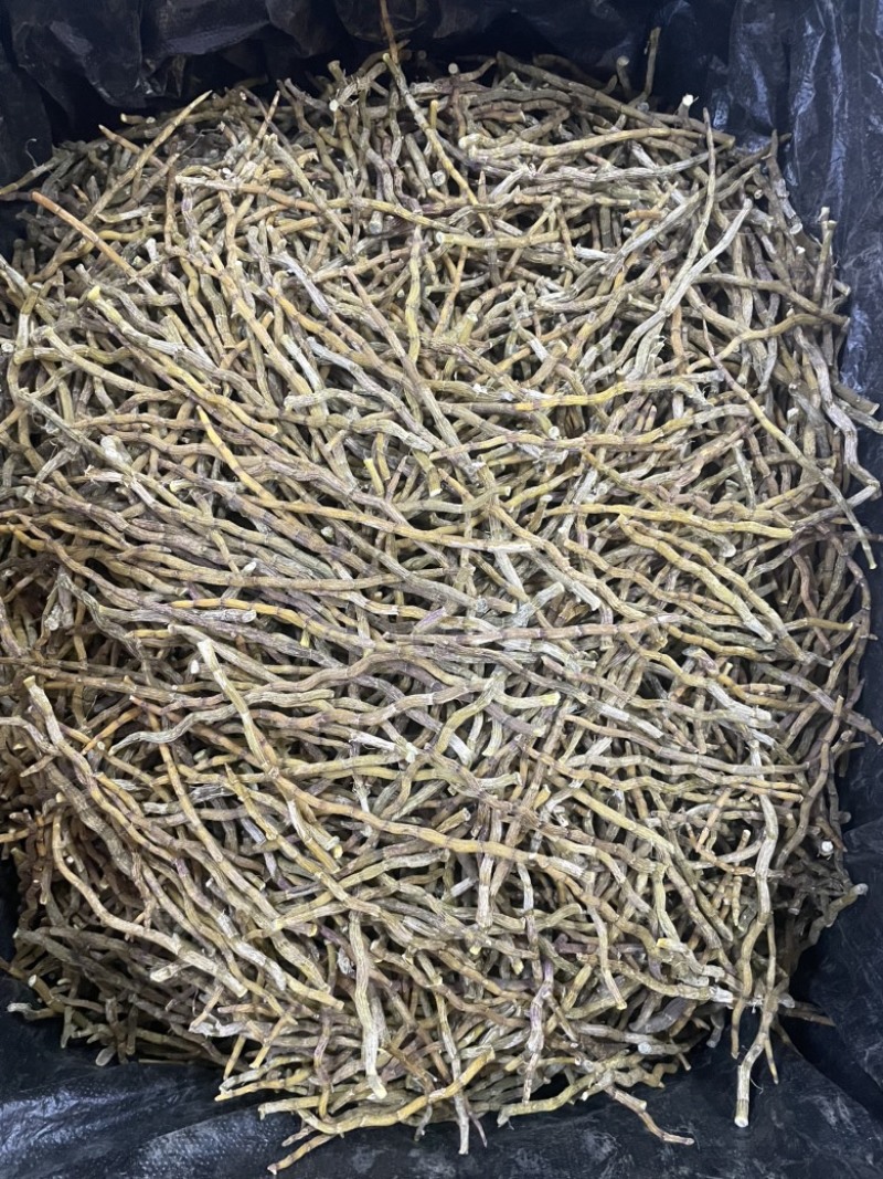 铁皮石斛芽条精选石斛芽条大货批发一手货源