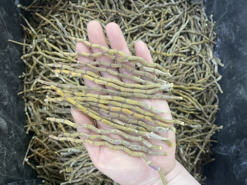 铁皮石斛芽条精选石斛芽条大货批发一手货源