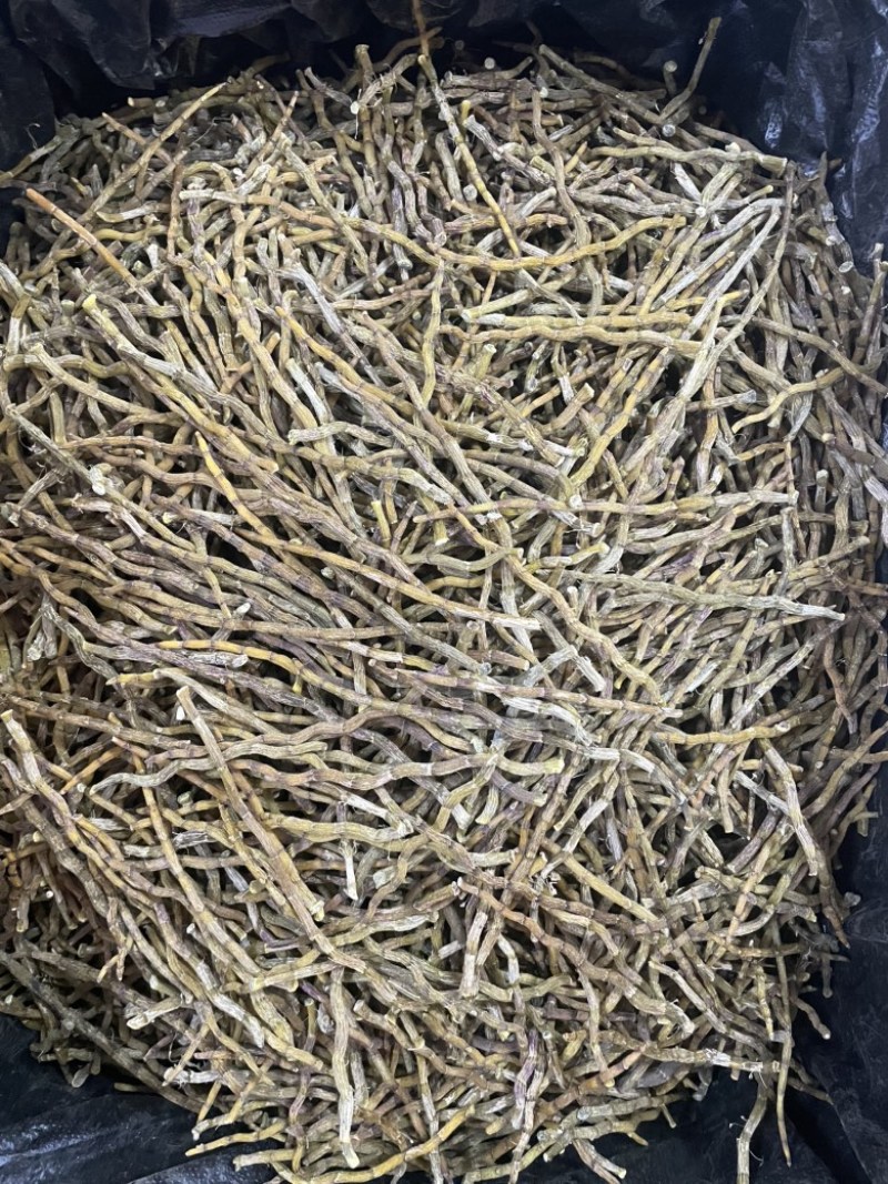 铁皮石斛芽条精选石斛芽条大货批发一手货源