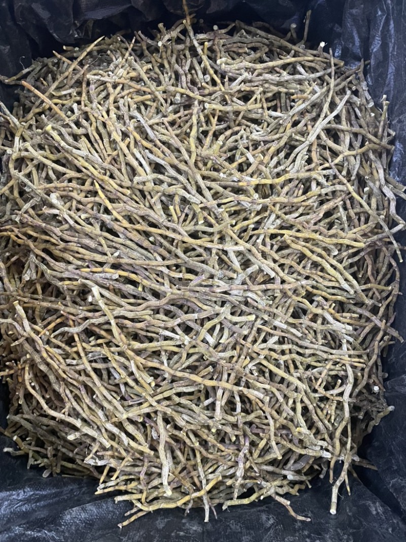 铁皮石斛芽条精选石斛芽条大货批发一手货源