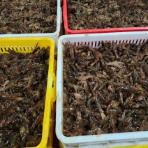 小龙虾苗，急售