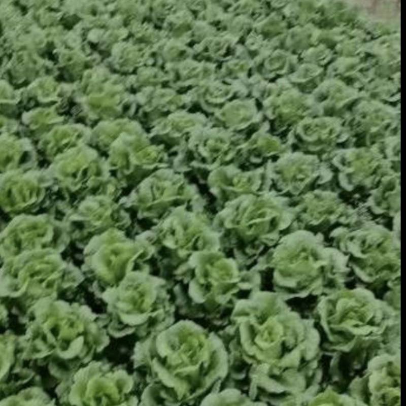 生菜意大利生菜江苏产区直发保质保量供货
