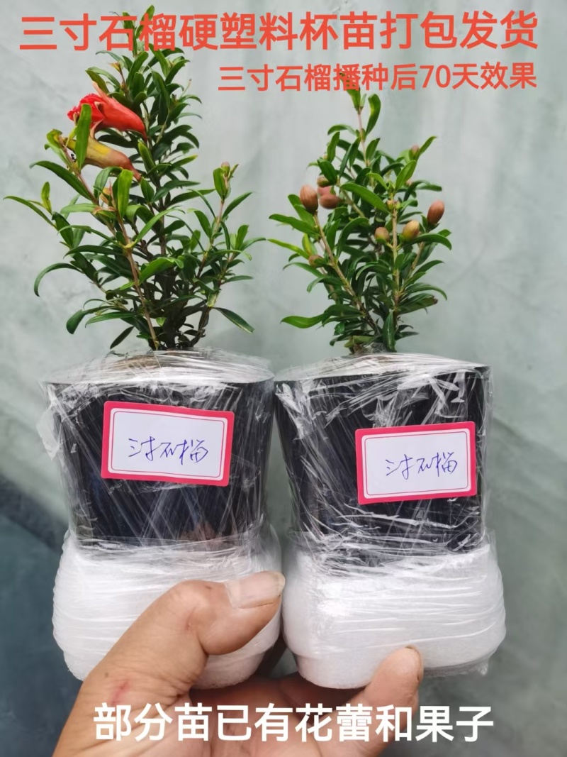 微型三寸小石榴盆景四季开花有要的联系
