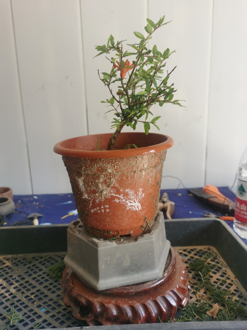 微型三寸小石榴盆景四季开花有要的联系