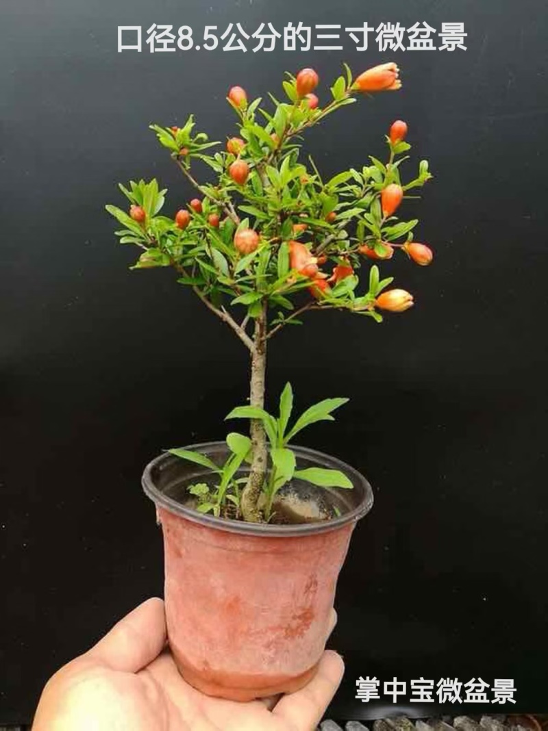 微型三寸小石榴盆景四季开花有要的联系