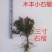 微型三寸小石榴盆景四季开花有要的联系